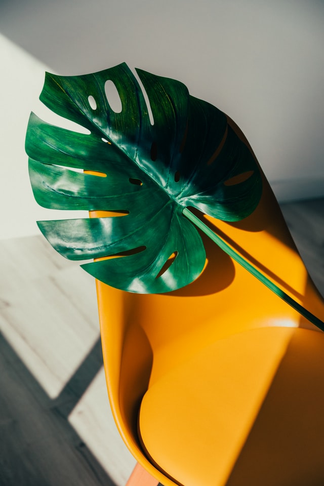 zielony liść na plastikowym krześle