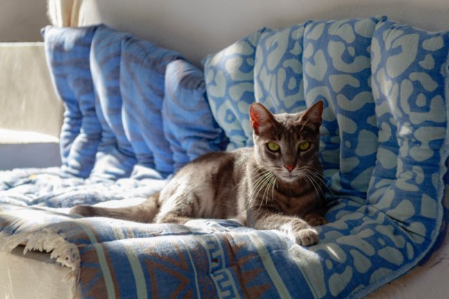 kot siedzący na kocu w stylu hamptons